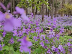 -上海共青森林公园