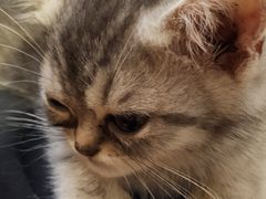 -万小咖.猫咖(中山路天虹店)