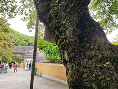 -普陀山慧济禅寺