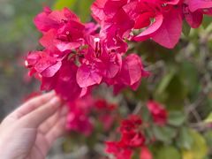 -西双版纳原始森林公园