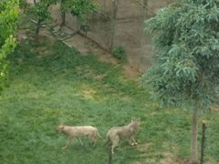 -青藏高原野生动物园