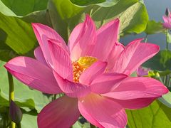 -莲花池公园
