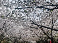 -高东镇樱花园