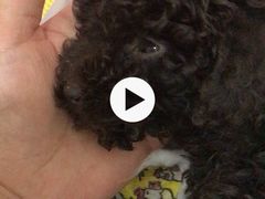 -佩兹宠物医院肿瘤专科·眼科·牙科(黄浦店)