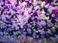 -珠海长隆海洋王国
