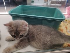 -babydoll猫舍·米努特·德文·缅因(久光中心店)