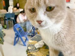 -平行世界·猫咖(首经贸店)