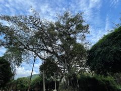 -云南勐巴娜西珍奇园