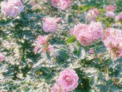 -人民公园(罗湖区)