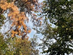 -青龙山国家森林公园