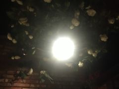 -通海俄式烧烤(下瓦房店)