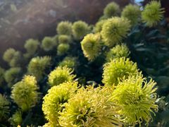 -杭州植物园