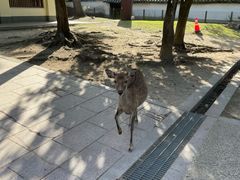 -奈良公园