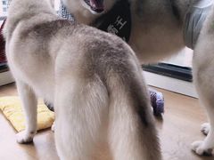 -Husky Go! 哈士奇体验馆·宠物咖啡厅狗咖