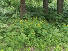 -黑龙江省森林植物园