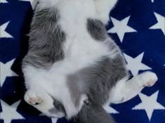 -喵汪萌宠屋旗舰店.洗澡美容.猫狗基地