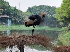 -广州长隆飞鸟乐园