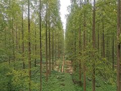 -黄海国家森林公园