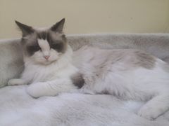 -滚猫咖啡·猫咖·猫友好撸猫(未来城店)
