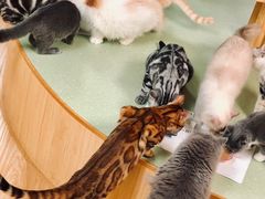 -猫和宫(六道口店)