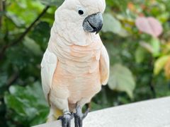 -新加坡飞禽公园
