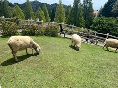 -神户市立六甲山牧场