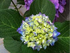 iphone_upload_pic-大邑县安仁中学外国语实验学校