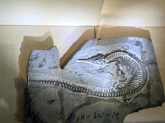 -安徽省地质博物馆