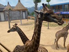 -西霞口神雕山野生动物世界