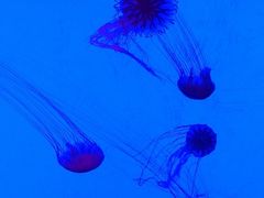 -沈阳海洋探索中心