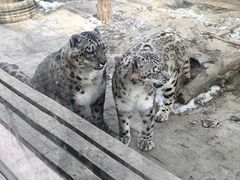 -青藏高原野生动物园