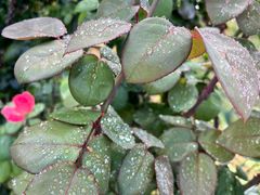 -意大利农场度假村