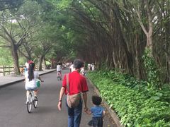 -大湾区中央湿地公园