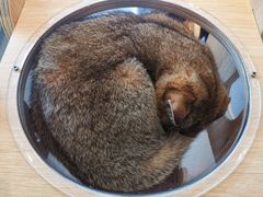 -飞行喵MR PILOT|猫舍·猫咖(静安大融城店)