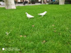 -知味观(湖滨总店)