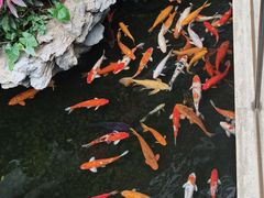 -广州白天鹅宾馆