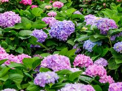 -名花谷生态庄园