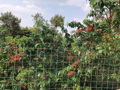 -樱桃山旅游景区