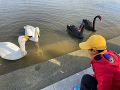-盐城丹顶鹤湿地生态旅游区