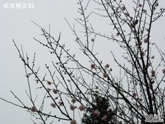 -香雪海