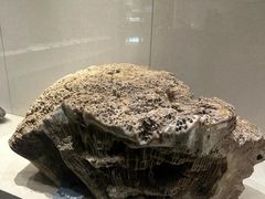 -安徽省地质博物馆