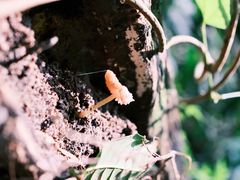 -西双版纳原始森林公园