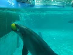 -秦皇岛乐岛海洋王国