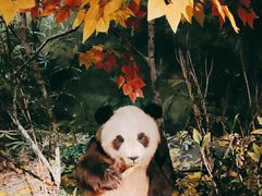 -成都大熊猫繁育研究基地