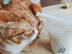 -猫的茶·猫咖