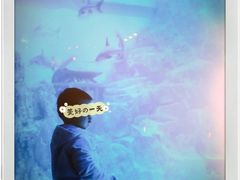 -芜湖新华联大白鲸海洋公园