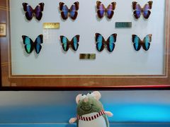 -上海昆虫博物馆