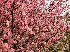 -那香海钻石沙滩浴场