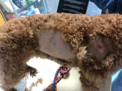 -美联众合动物医院(·中兽医·疑难杂症·严家桥分院)