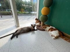 -飞行喵MR PILOT|猫舍·猫咖(静安大融城店)